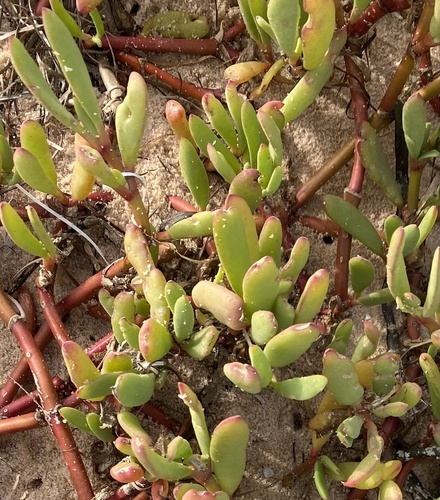 Sesuvium portulacastrum image