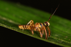 Agriocoris flavipes