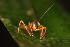 Agriocoris flavipes