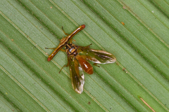 Richardia telescopica