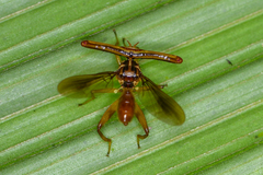 Richardia telescopica