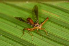 Richardia telescopica