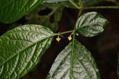 Witheringia meiantha