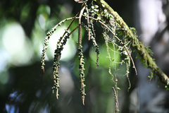 Geonoma longivaginata