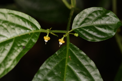 Witheringia meiantha