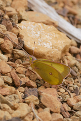Colias occidentalis