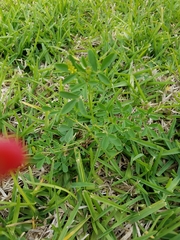 Melilotus officinalis