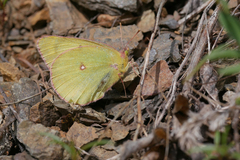 Colias occidentalis