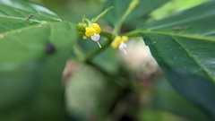 Witheringia meiantha