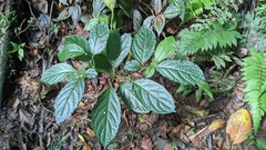 Witheringia meiantha