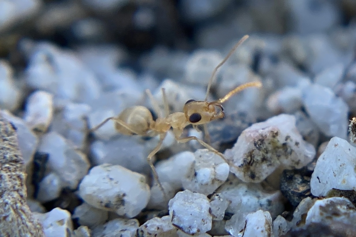 Myrmecocystus ewarti
