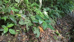 Witheringia meiantha