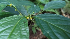 Witheringia meiantha