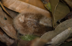 Nyctidromus albicollis