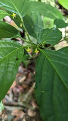 Witheringia meiantha