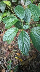 Witheringia meiantha