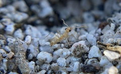 Myrmecocystus