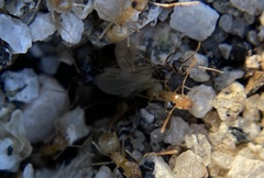 Myrmecocystus