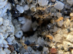 Myrmecocystus