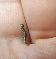 Operophtera fagata
