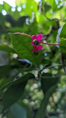Trichostigma