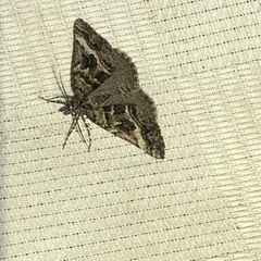 Dichromodes emplecta