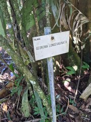 Geonoma longivaginata