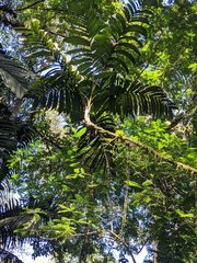 Geonoma longivaginata