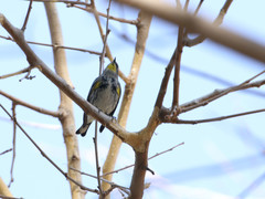 Setophaga coronata