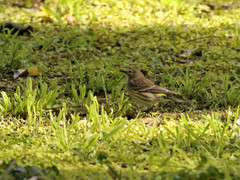 Setophaga coronata