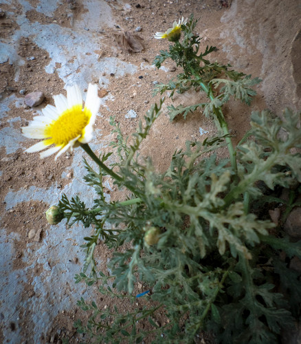 Glebionis coronaria image