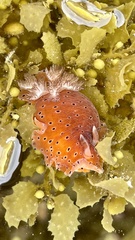 Dendrodoris guttata