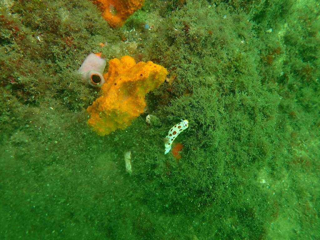 Cnemidocarpa pedata