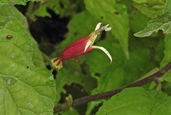 Siphocampylus argentinus