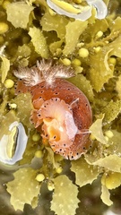Dendrodoris guttata