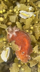 Dendrodoris guttata