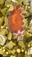 Dendrodoris guttata