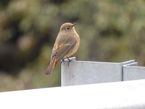 Blue-fronted Redstart (Phoenicurus frontalis), photo 7