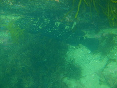 Epinephelus daemelii