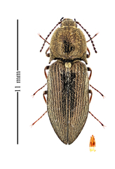 Hadromorphus inflatus