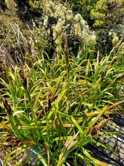 Carex trifida