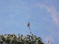 Carpodacus rodochroa
