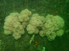 Dendronephthya australis