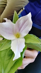 Callipetalon