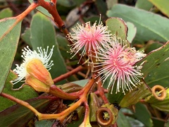 Eucalyptus angulosa