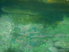 Scobinichthys granulatus