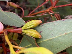 Eucalyptus angulosa