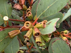 Eucalyptus angulosa