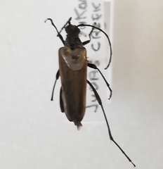 Trachysida mutabilis