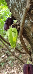 Sapranthus palanga
